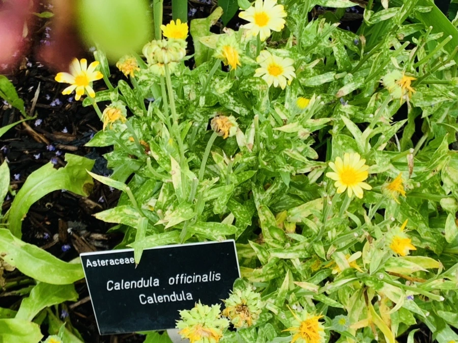 IMG_1042.jpg?type=w966