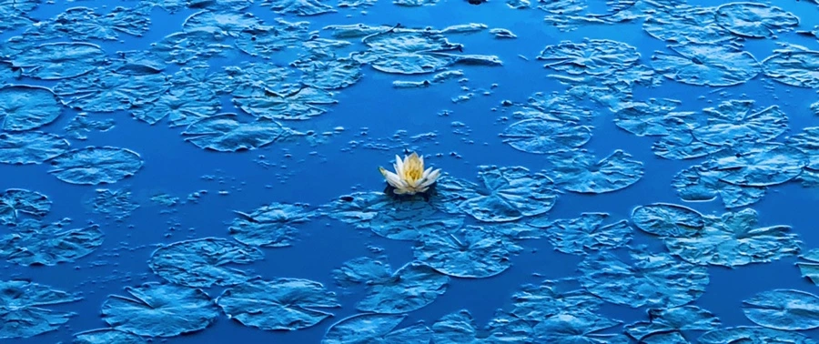 IMG_2252.jpg?type=w966