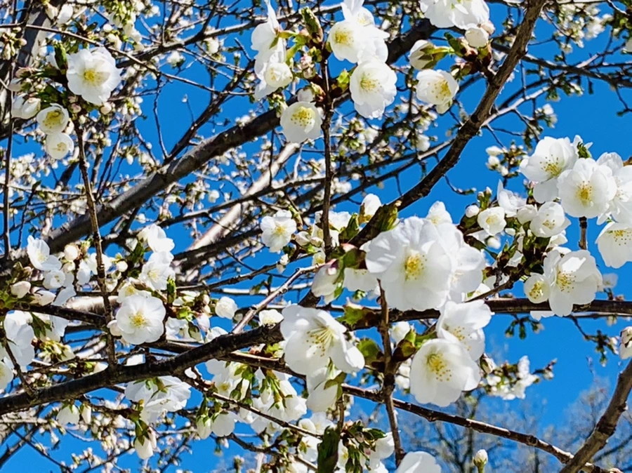 IMG_8122.jpg?type=w966