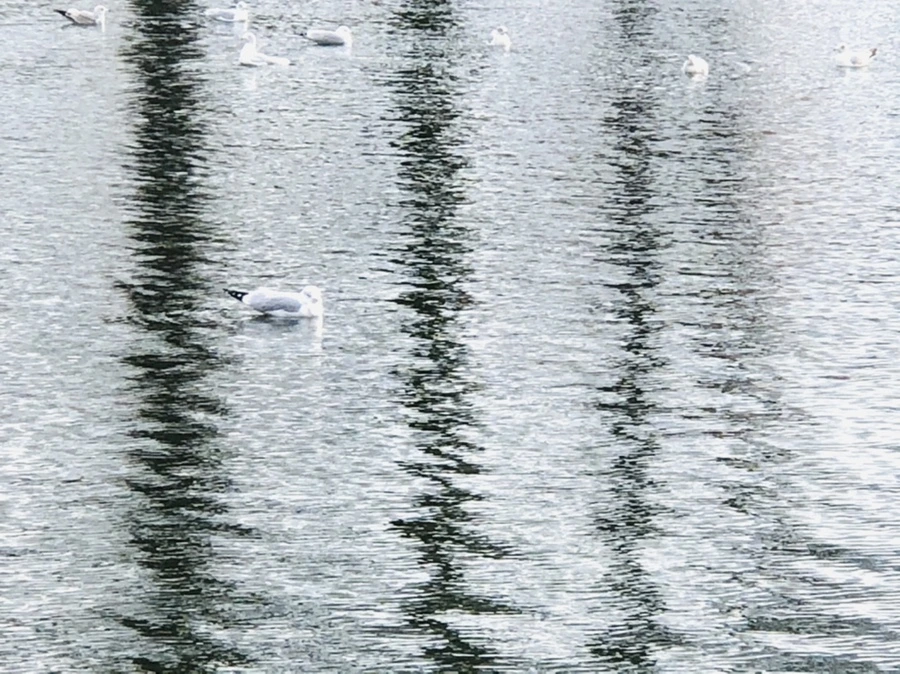 IMG_8743.jpg?type=w966