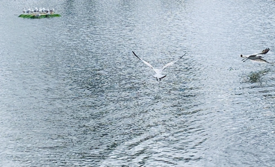 IMG_7950.jpg?type=w966