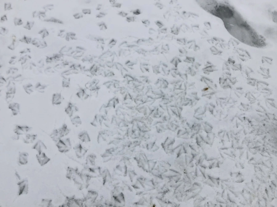 IMG_2565.jpg?type=w966