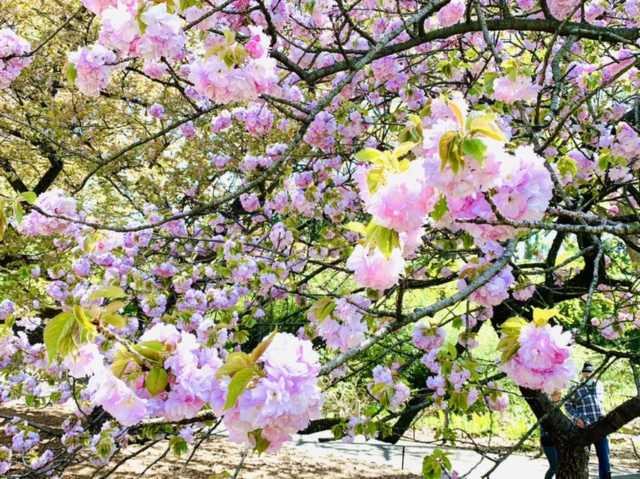 IMG_4632.jpg?type=w966