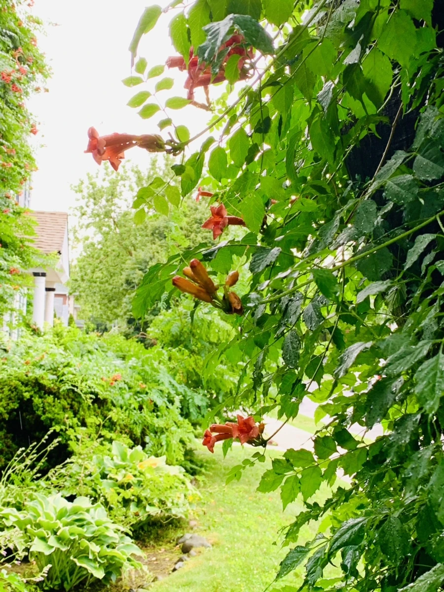 IMG_0076.jpg?type=w966