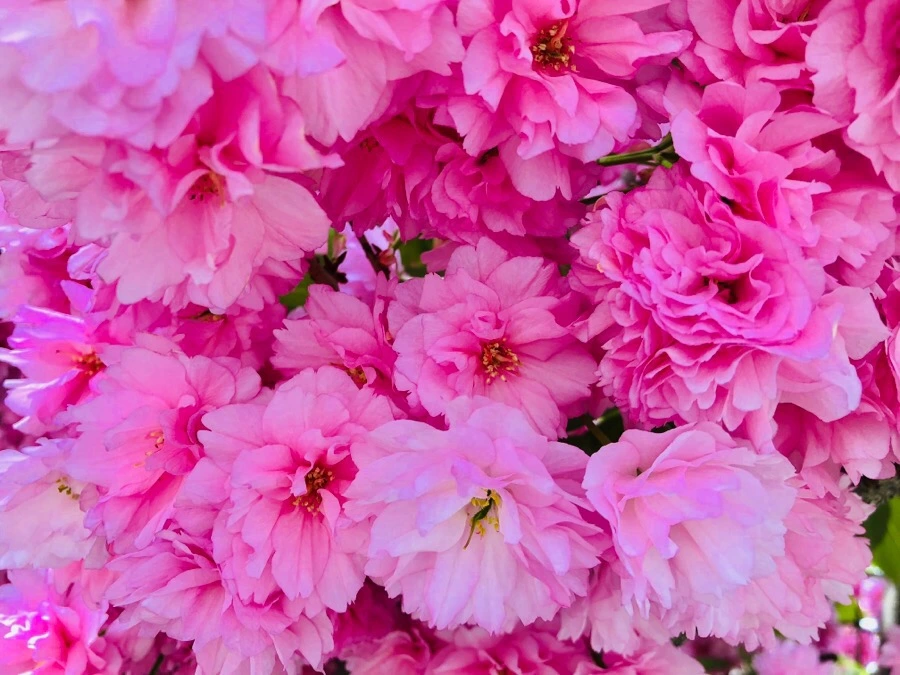 IMG_5575.jpg?type=w966