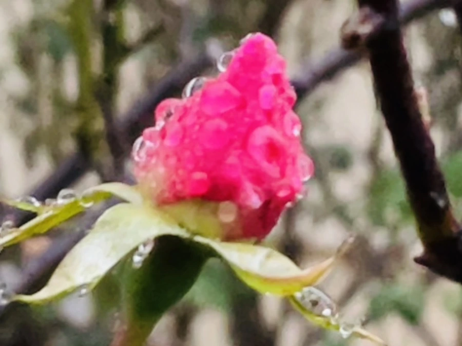 IMG_6401.jpg?type=w966