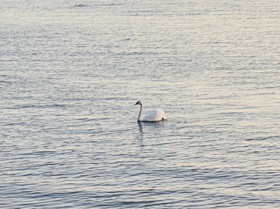 IMG_9529.jpg?type=w966