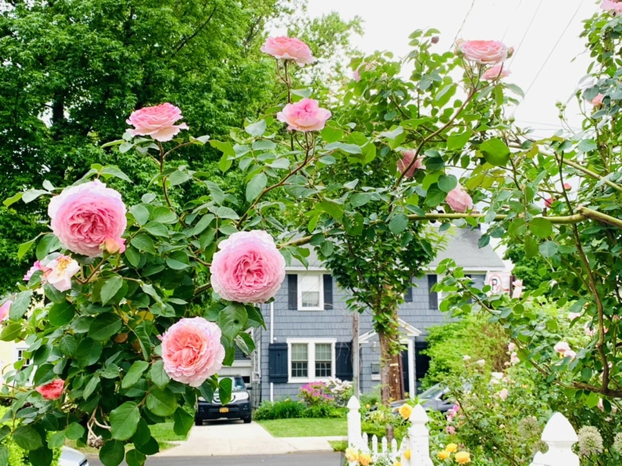 IMG_5926.jpg?type=w966