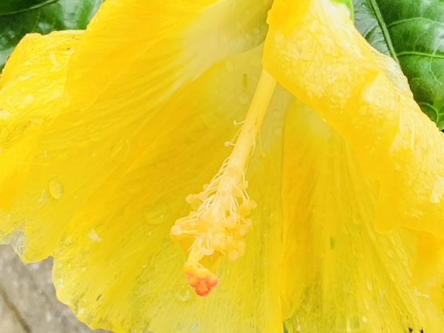 IMG_0236.jpg?type=w966