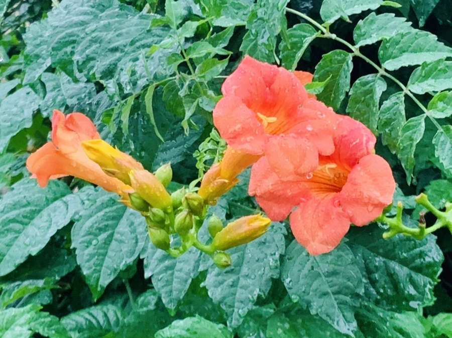 IMG_3706.jpg?type=w966