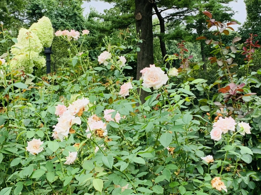 IMG_6969.jpg?type=w966