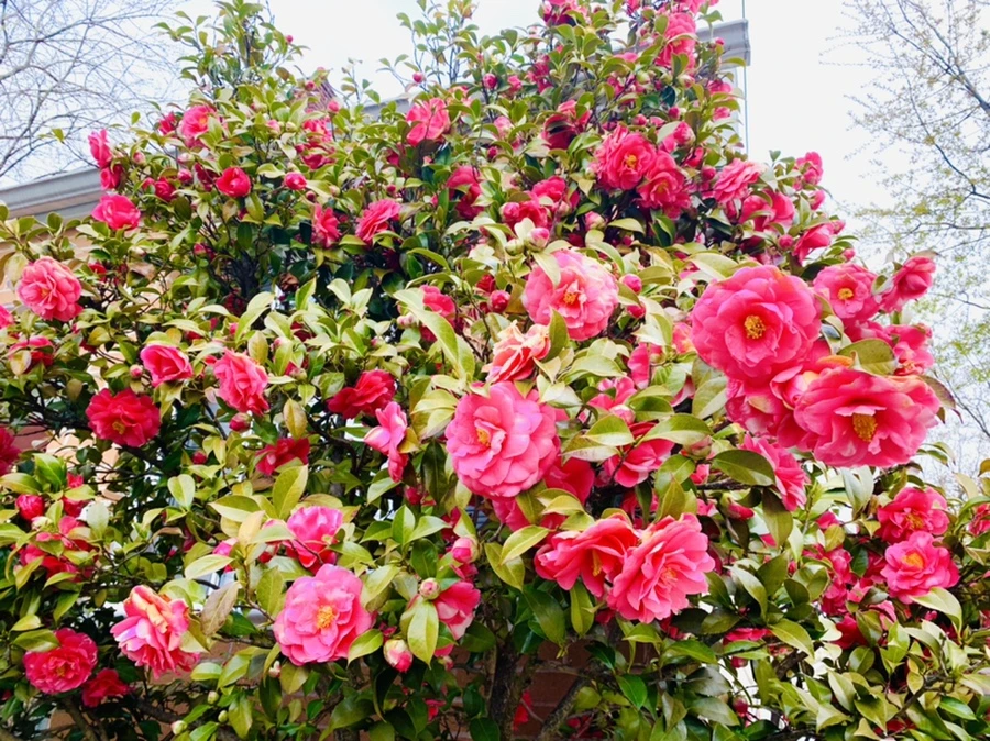 IMG_2924.jpg?type=w966