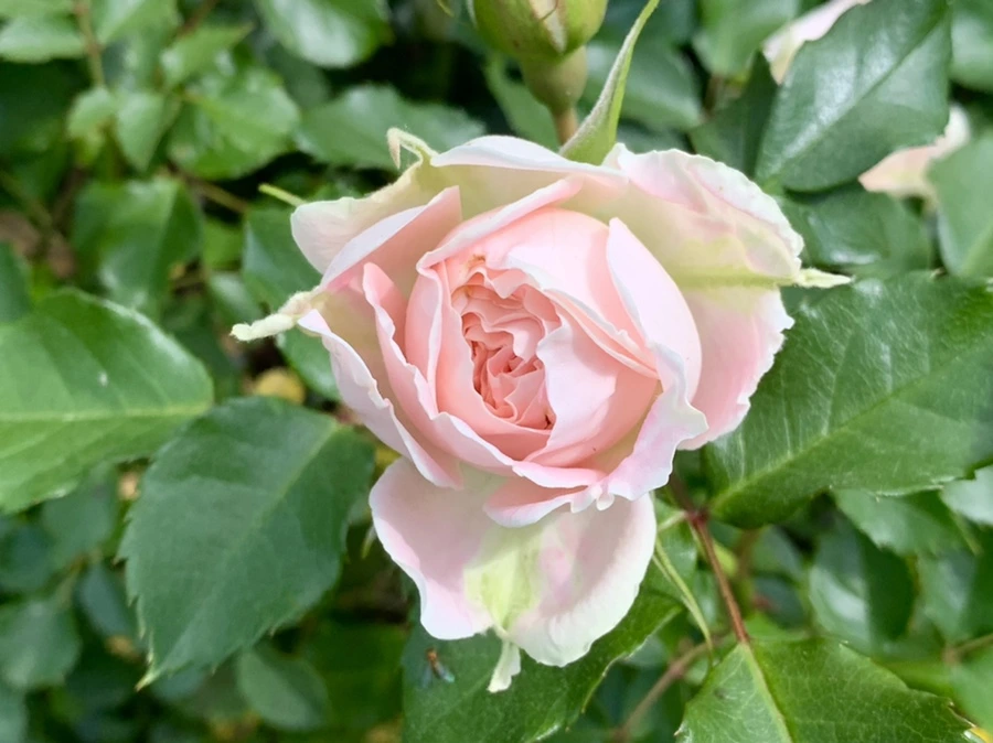 IMG_5732.jpg?type=w966