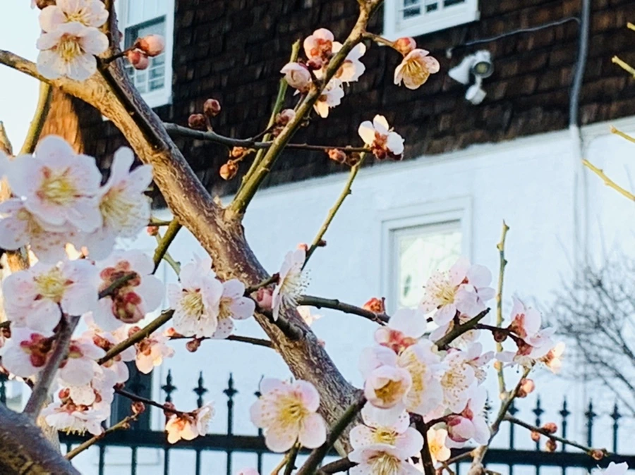 IMG_0952.jpg?type=w966