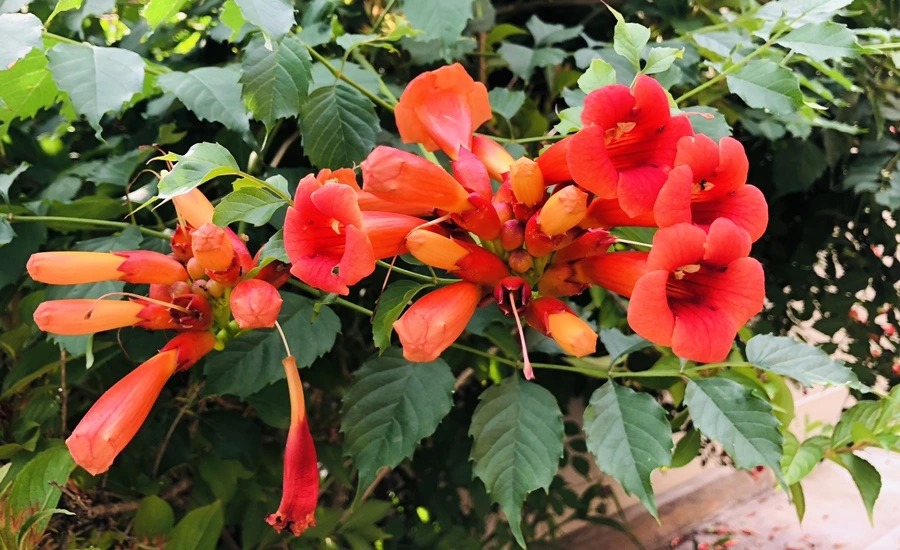 IMG_1195.jpg?type=w966