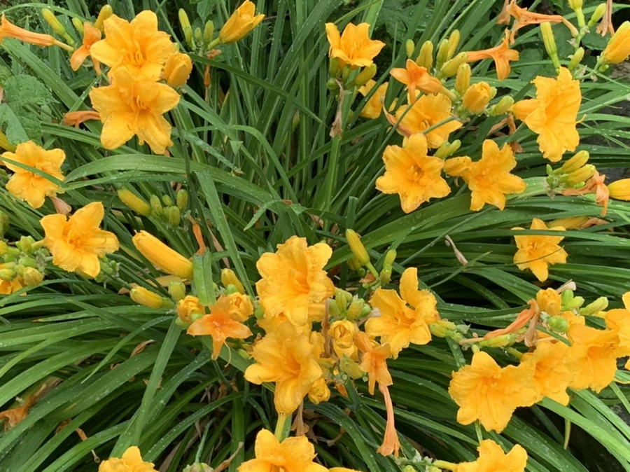 IMG_6207.jpg?type=w966