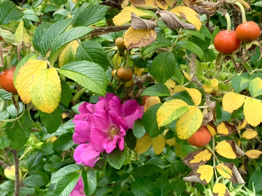 IMG_2367.jpg?type=w966