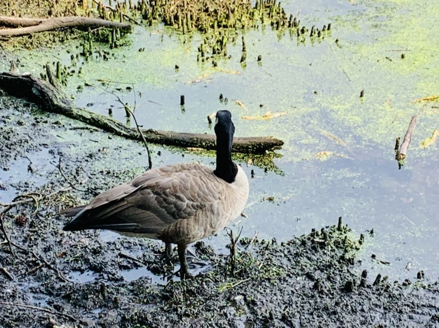 IMG_1225.jpg?type=w966