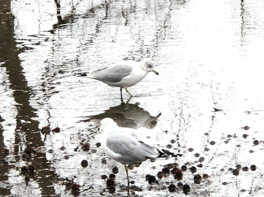 IMG_9435.jpg?type=w966