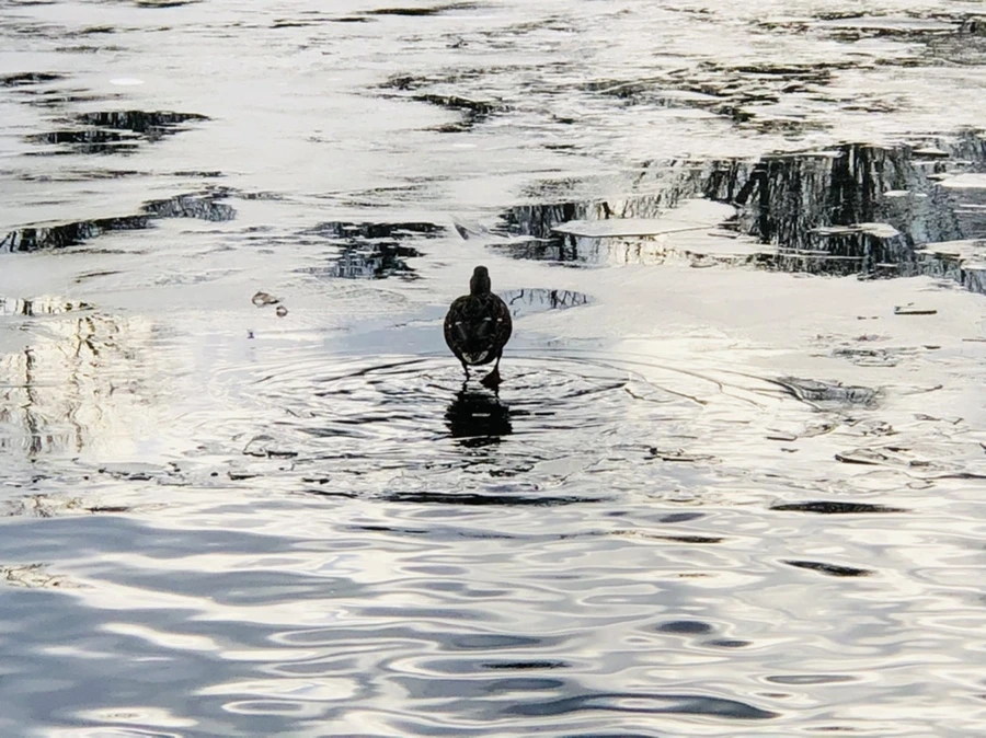 IMG_5032.jpg?type=w966