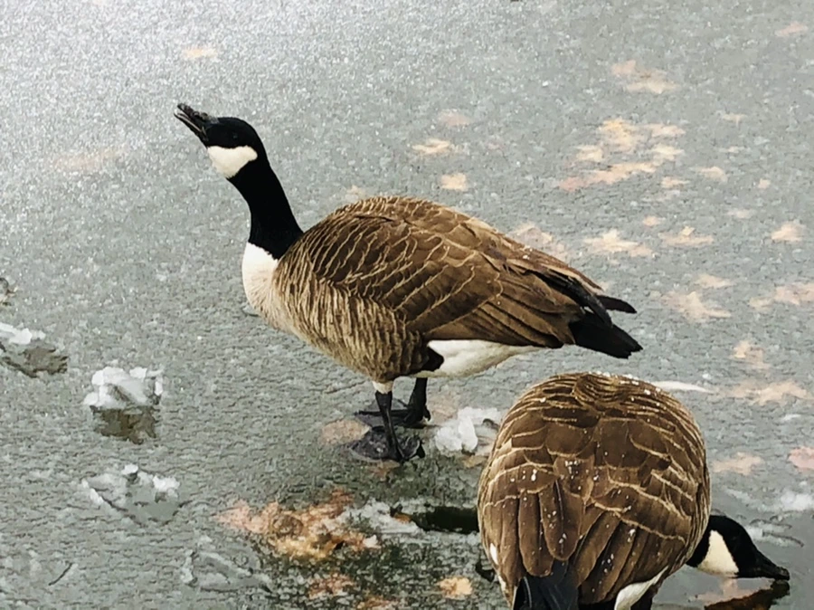 IMG_6026.jpg?type=w966