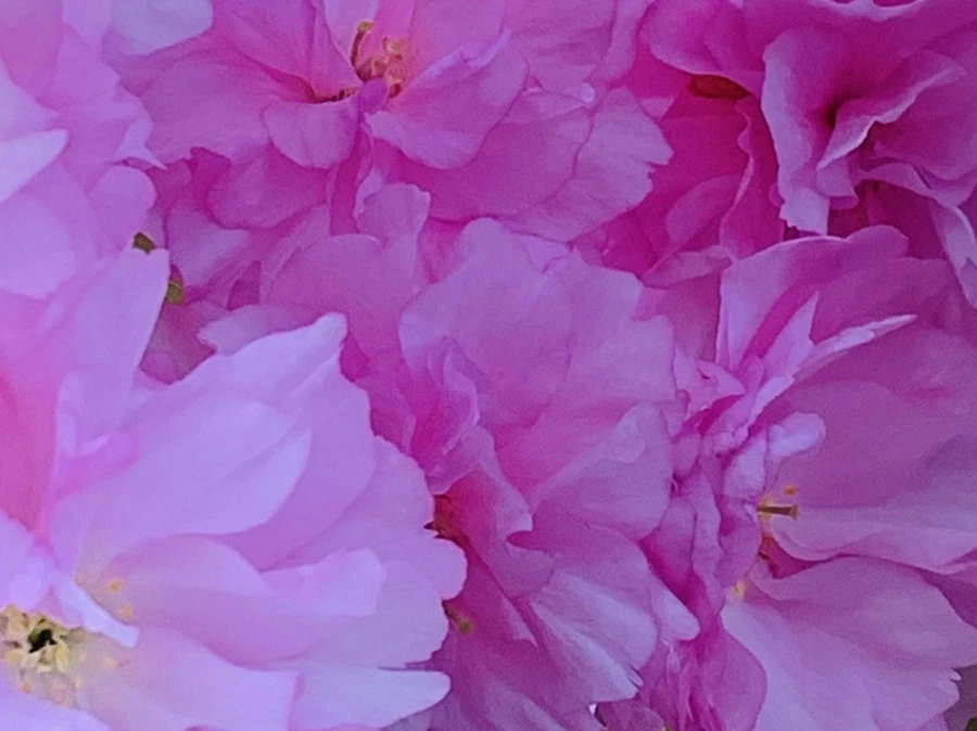 IMG_7368.jpg?type=w966