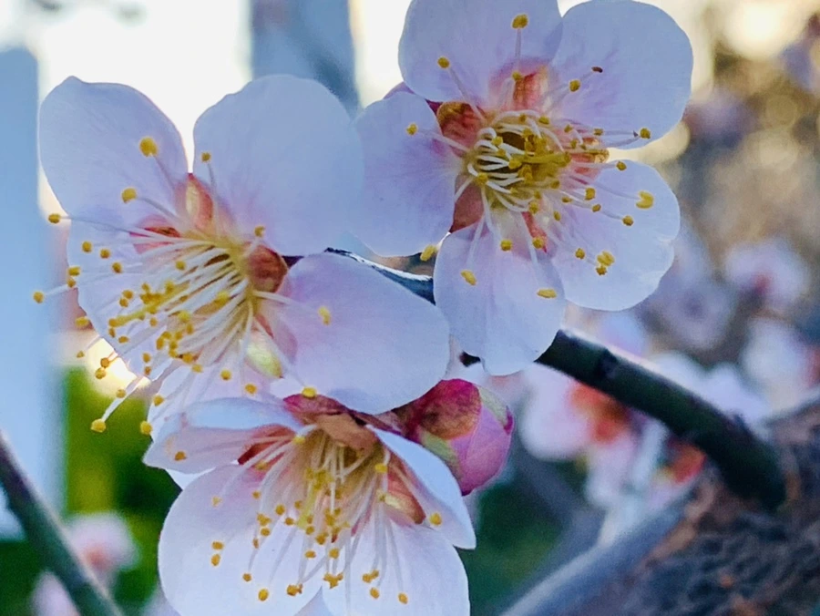 IMG_0786.jpg?type=w966