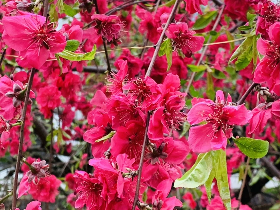 IMG_7980.jpg?type=w966