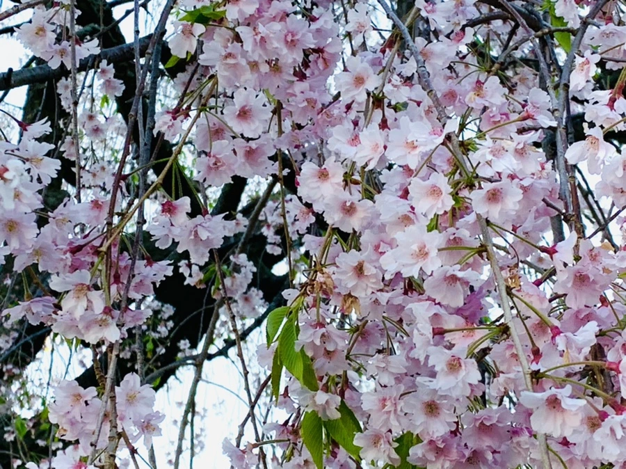 IMG_4899.jpg?type=w966