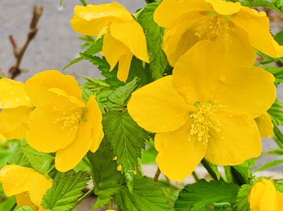 IMG_1257.jpg?type=w966