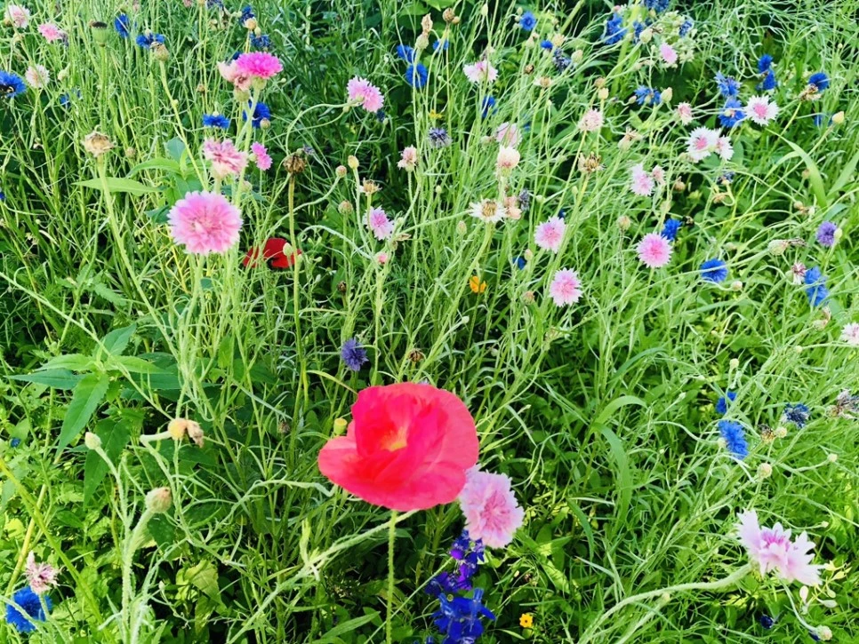 IMG_6542.jpg?type=w966