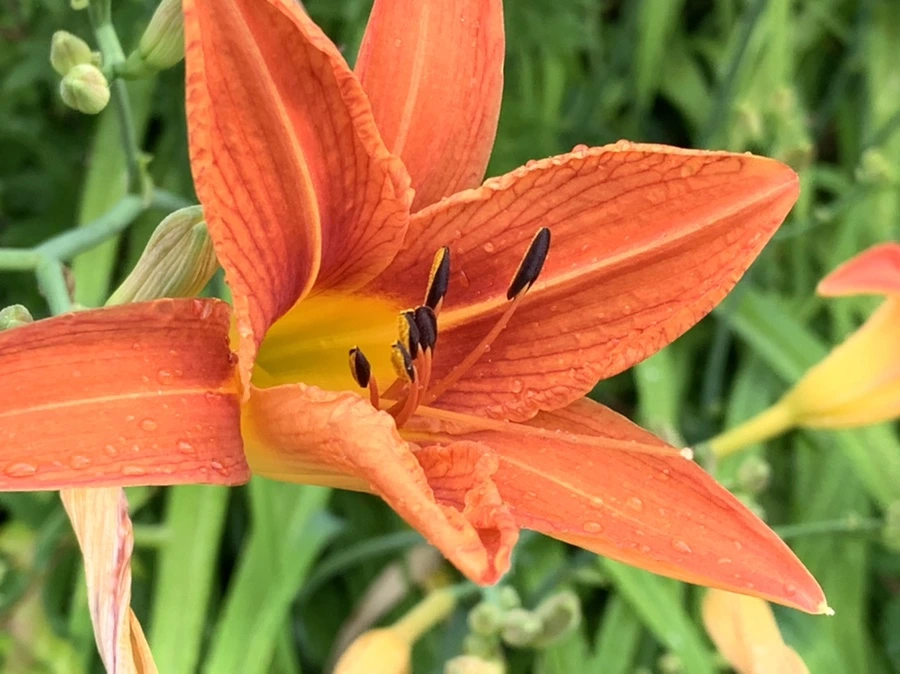 IMG_3587.jpg?type=w966