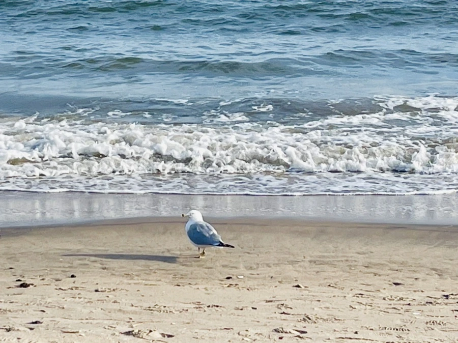 IMG_5087.jpg?type=w966