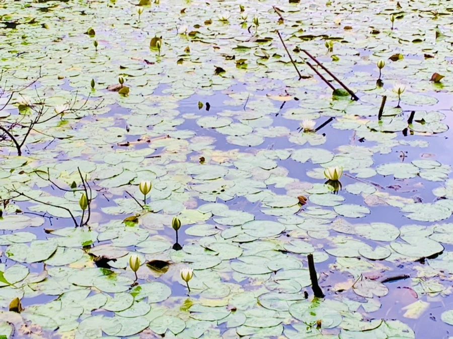 IMG_7778.jpg?type=w966