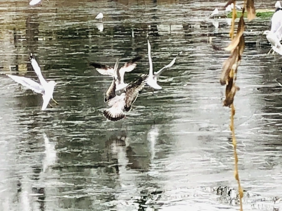 IMG_8992.jpg?type=w966