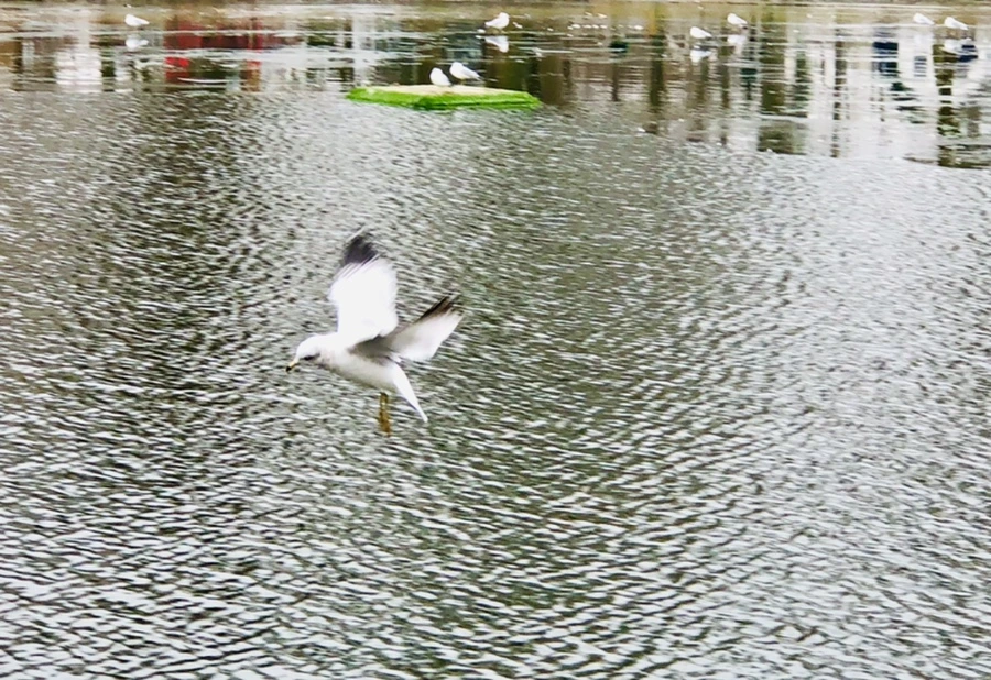 IMG_3290.jpg?type=w966