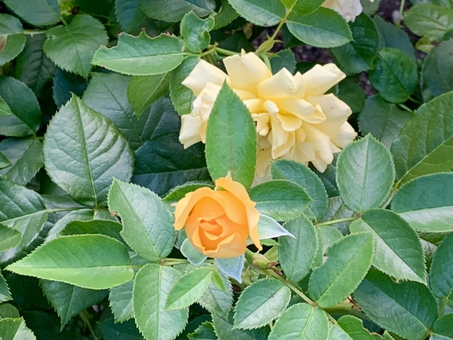 IMG_2943.jpg?type=w966