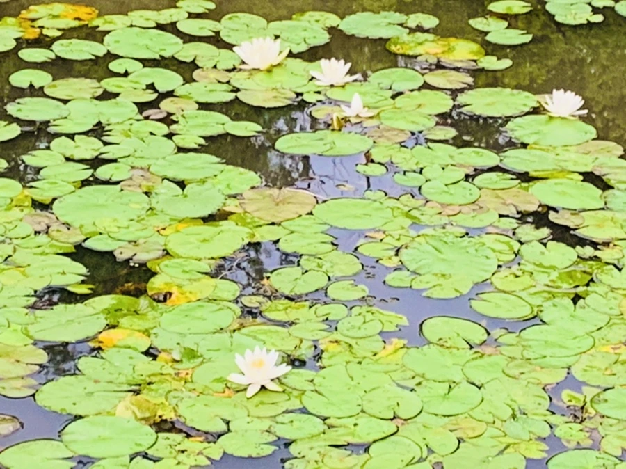 IMG_7181.jpg?type=w966