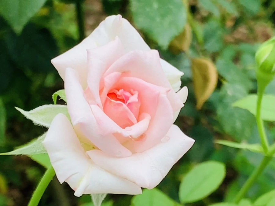 IMG_6966.jpg?type=w966