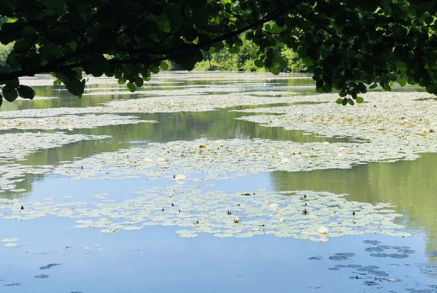 IMG_9736.jpg?type=w966