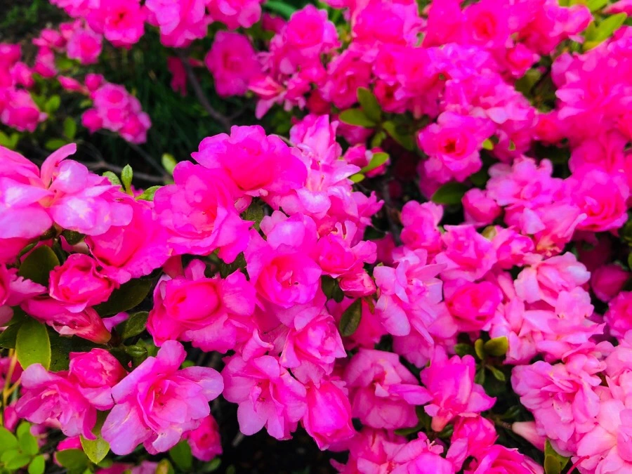 IMG_6126.jpg?type=w966