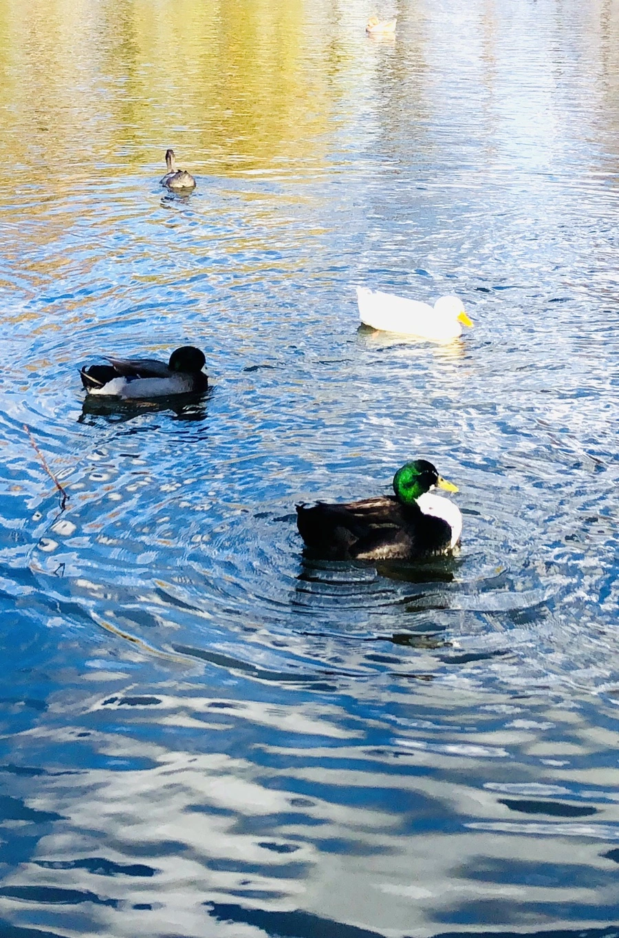 IMG_5789.JPG?type=w966