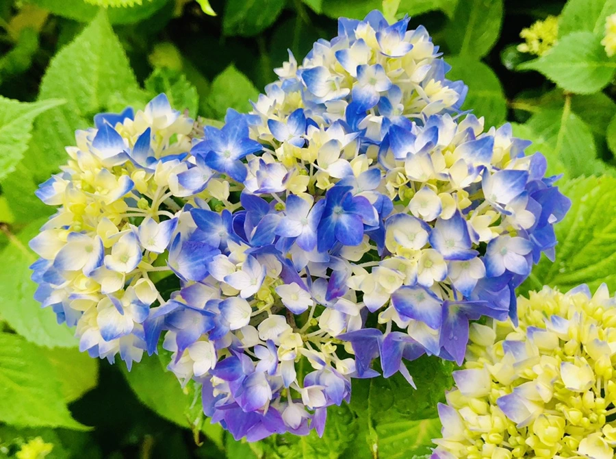 IMG_8144.jpg?type=w966