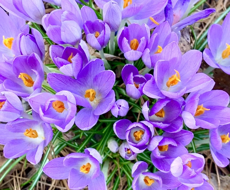 IMG_1266.jpg?type=w966