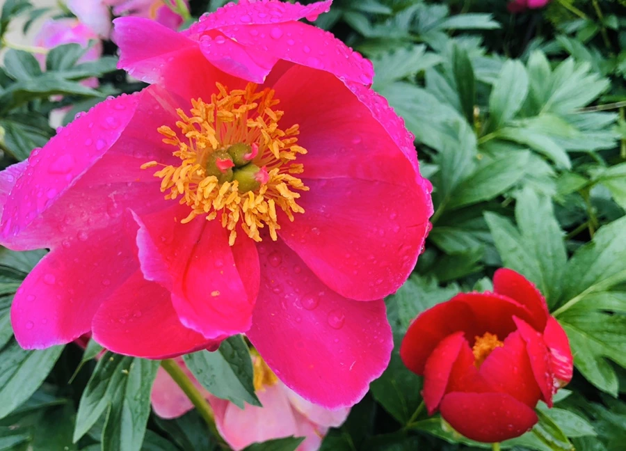 IMG_8165.jpg?type=w966