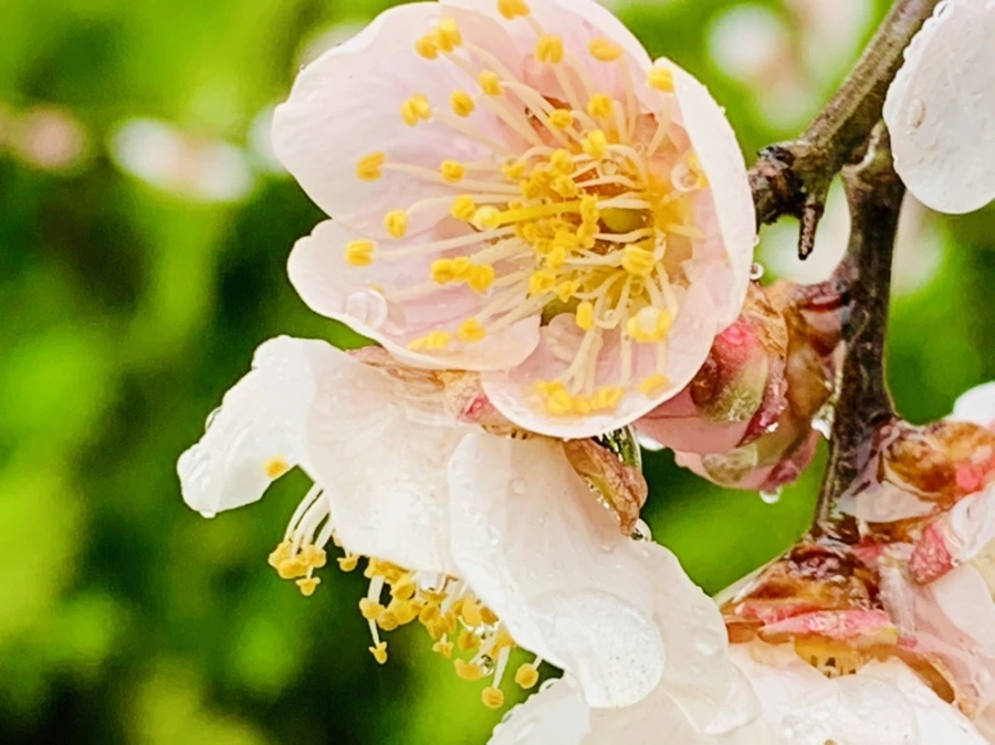 IMG_1816.jpg?type=w966