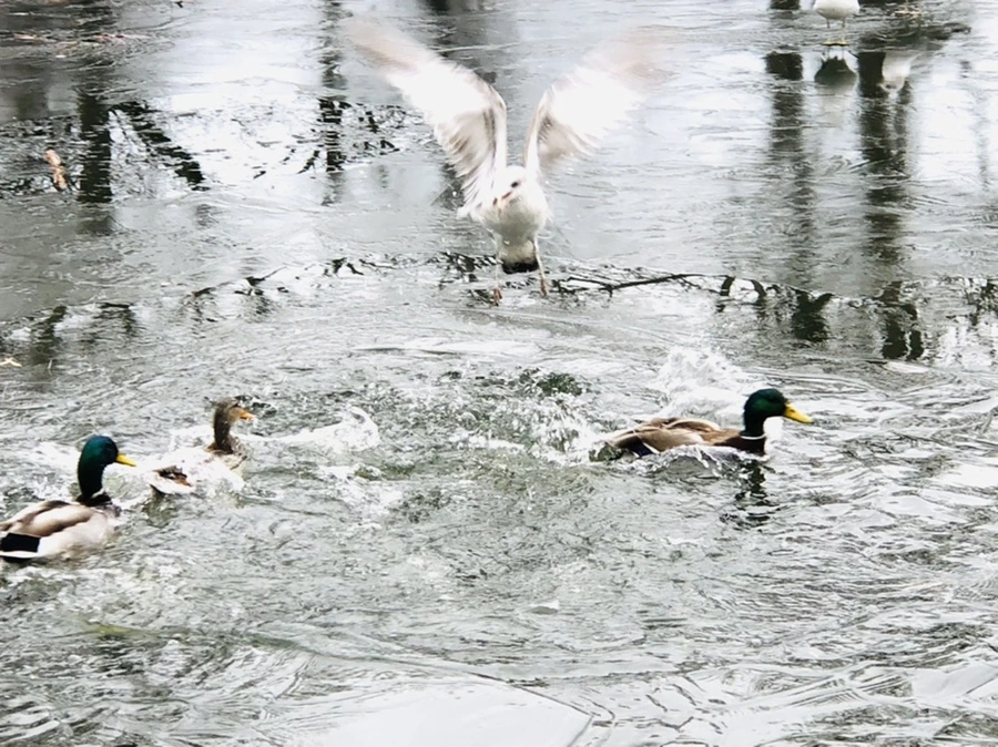 IMG_9033.jpg?type=w966