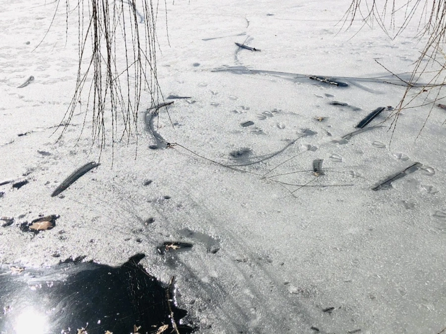 IMG_4965.jpg?type=w966