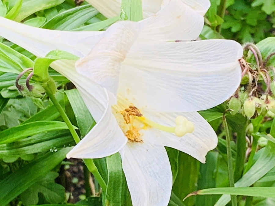 IMG_1031.jpg?type=w966