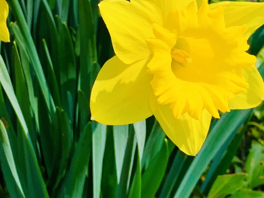 IMG_4266.jpg?type=w966